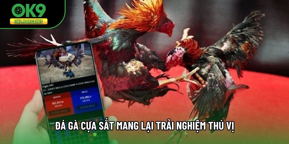 Đá gà cựa sắt mang lại trải nghiệm thú vị