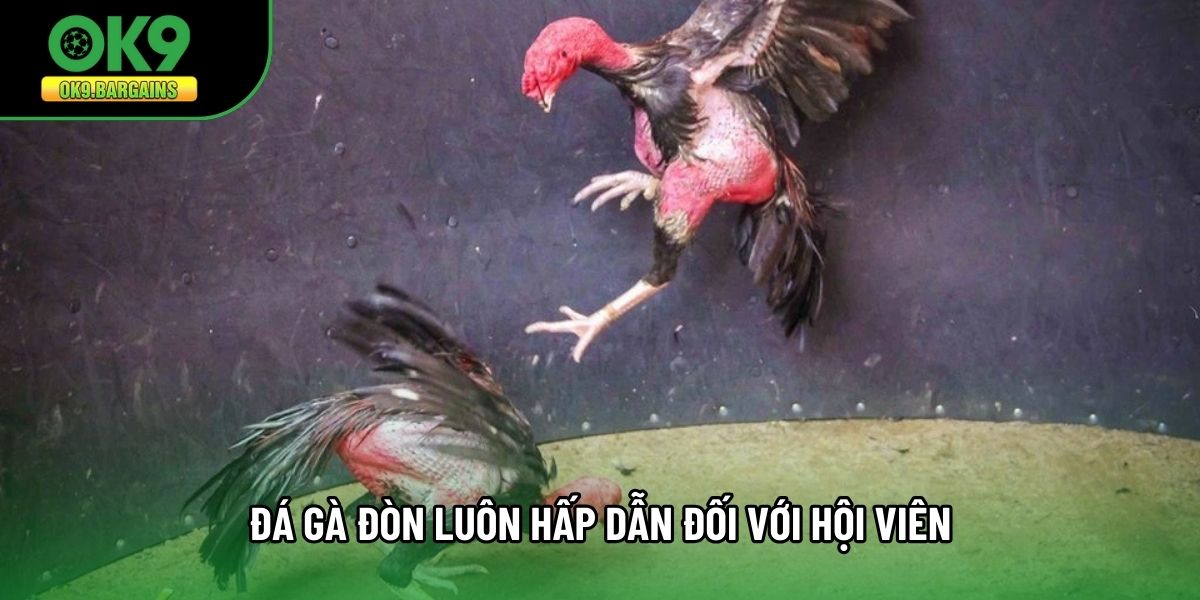 Đá gà đòn luôn hấp dẫn đối với hội viên