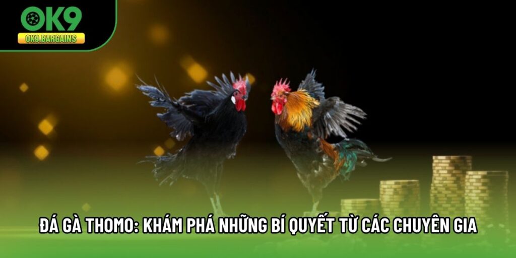 Đá Gà Thomo: Khám Phá Những Bí Quyết Từ Các Chuyên Gia