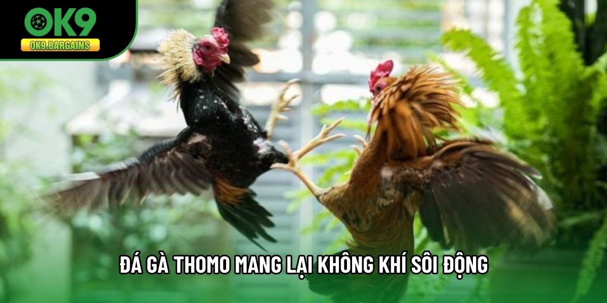 Đá gà Thomo mang lại không khí sôi động